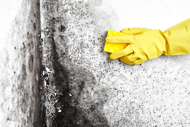 Best Basement Mold Remediation in Athens, TN