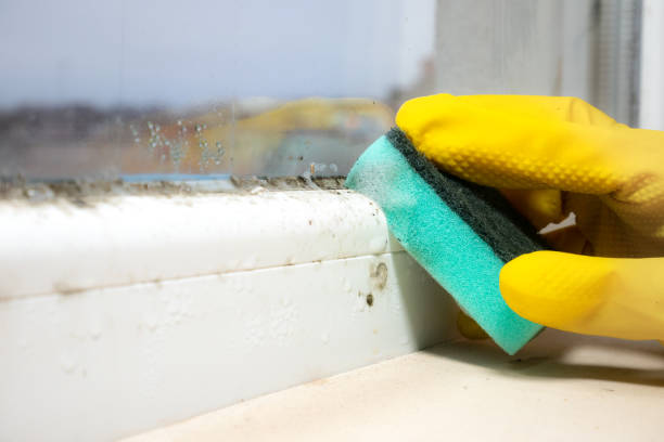 Best Attic Mold Remediation in Athens, TN