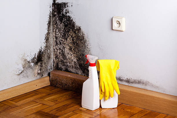 Professional Mold Remediation in Athens, TN