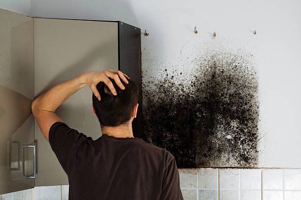 Best Black Mold Remediation in Athens, TN