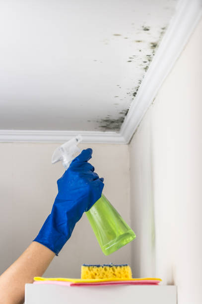 Best White Mold Remediation in Athens, TN